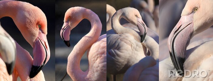 Fotobehang Portret van flamingo's in vier versies
