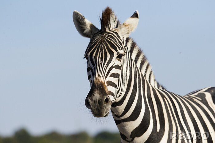 Fotobehang Portret van leuke zebra op een hemelachtergrond