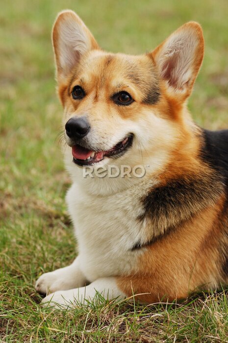 Fotobehang Portret van mooie hond. Cardigan Welsh Corgi.