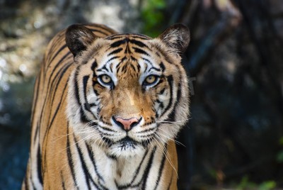Fotobehang Portret van tijger in bos
