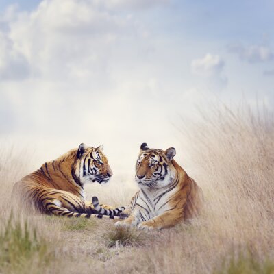 Portret van tijger op savanne
