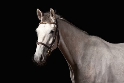 Fotobehang Portret van wit paard