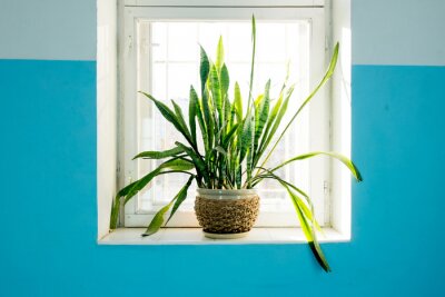 Fotobehang Potted plant standing on the window backlit. Fresh green color