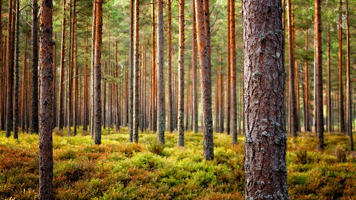 Fotobehang Prachtig boslandschap in de herfst