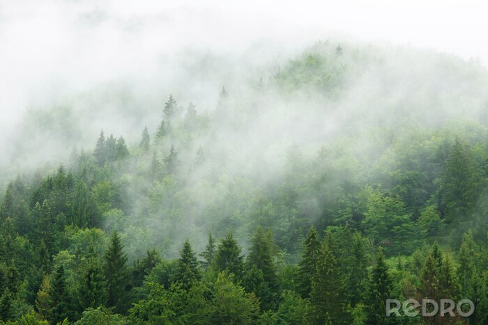 Fotobehang Prachtig groen bergbos in de mist