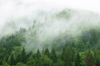 Fotobehang Prachtig groen bergbos in de mist
