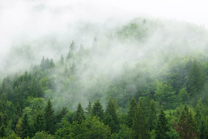 Fotobehang Prachtig groen bergbos in de mist