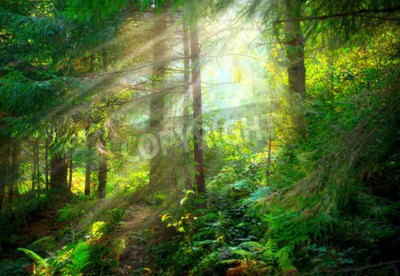 Fotobehang Prachtig mistig landschap van een groen bos