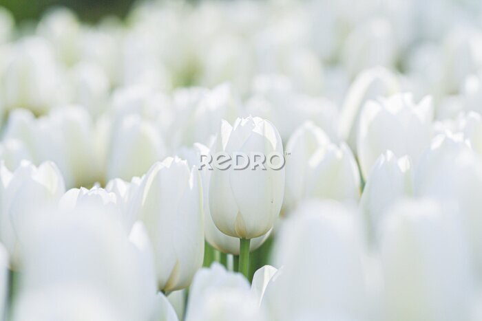 Fotobehang Prachtig wit tulpenveld