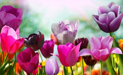 Fotobehang Prachtige lente bloemen, tulpen
