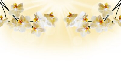 Fotobehang Prachtige witte orchidee