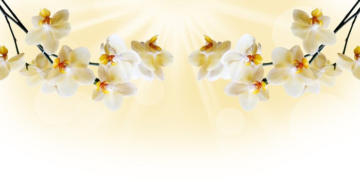 Fotobehang Prachtige witte orchidee