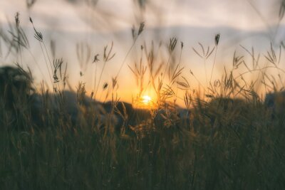 Prairie grassen silhouet