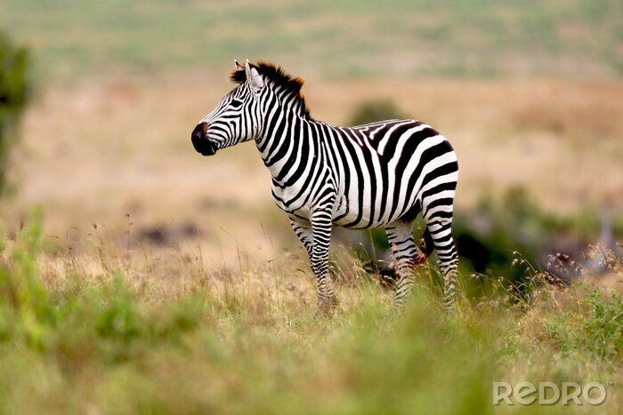 Fotobehang Profiel van een zebra op de achtergrond van Tanzania