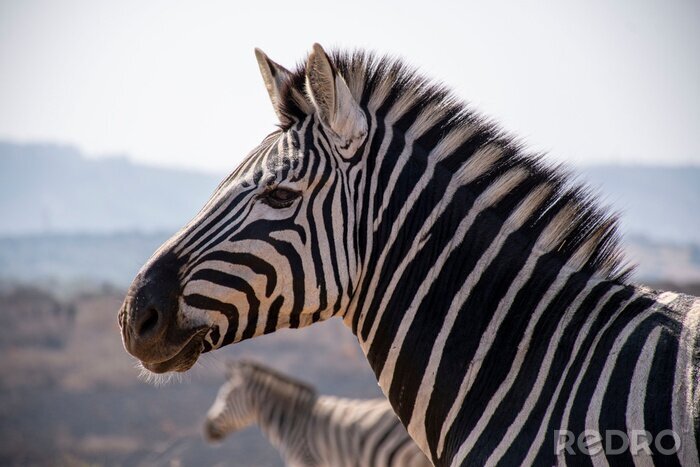 Fotobehang Profiel van een zebra op onscherpe achtergrond