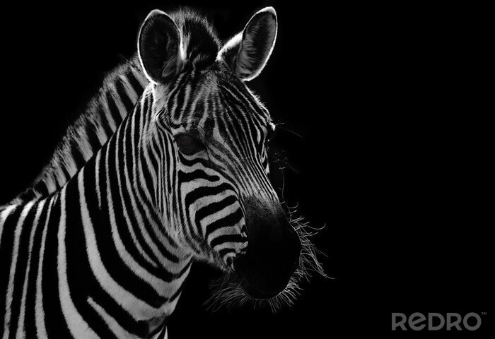 Fotobehang Profiel van een zebra op zwarte achtergrond