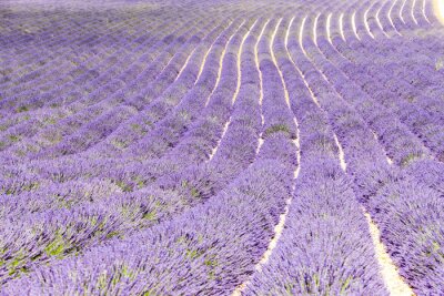 Fotobehang Provençaals bloemenveld