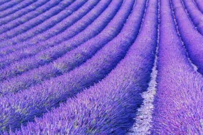 Fotobehang Provençaals paars landschap