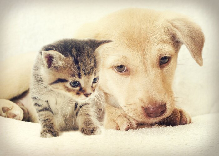 Fotobehang Puppy en kitten