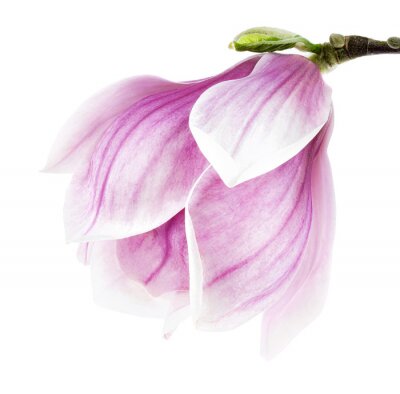 Purpere magnolia in close-up