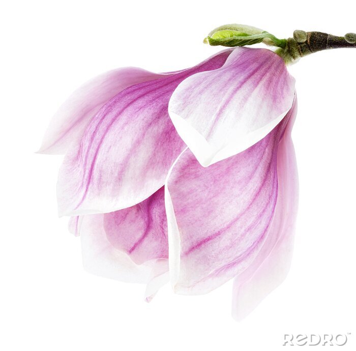 Fotobehang Purpere magnolia in close-up