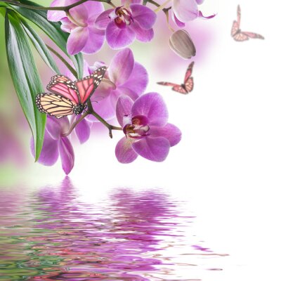 Fotobehang Purperen orchidee en vlinder boven water