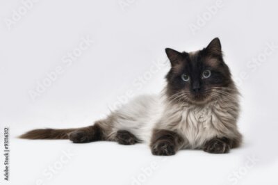 Fotobehang Ragdoll kat