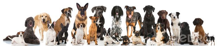 Fotobehang Raszuivere honden op een lichte achtergrond