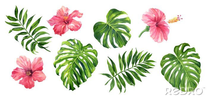 Fotobehang Realistic tropical botanical foliage plants. Set of tropical leaves and flowers: green palm neanta, monstera, hibiscus. Hand painted watercolor illustration isolated on white.