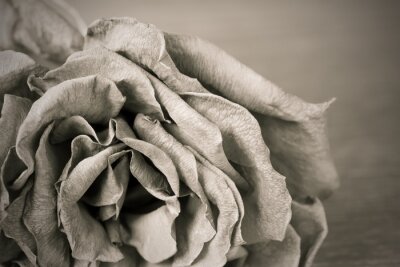 Fotobehang Realistische roos in zwart-wit