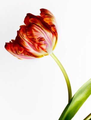 Red Tulip