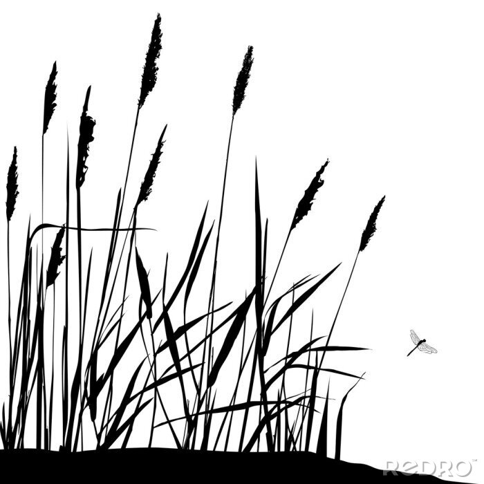 Fotobehang Reed en vliegende libelle - zwart en wit vector illustratie