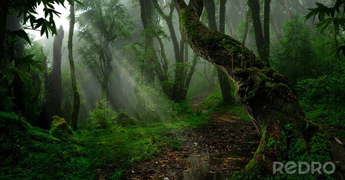 Fotobehang Regenachtig oerwoud