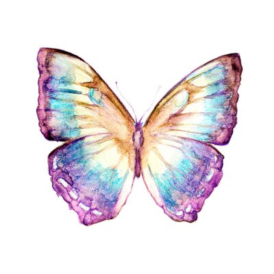 Fotobehang Regenboog vlinder in pastels