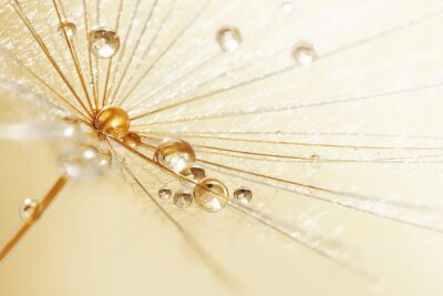 Fotobehang Regendruppels op een paardenbloem