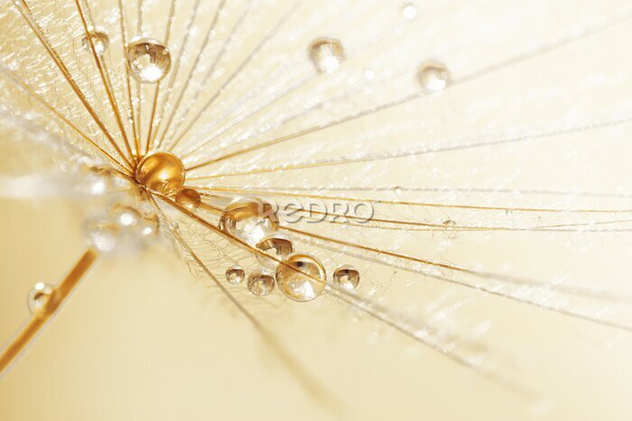 Fotobehang Regendruppels op een paardenbloem