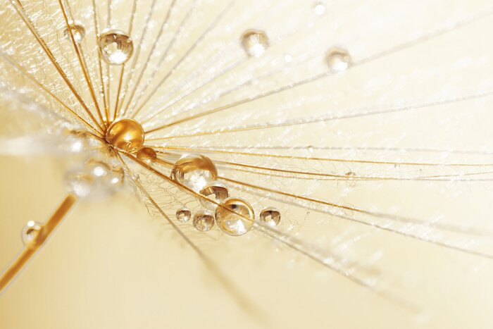 Fotobehang Regendruppels op een paardenbloem