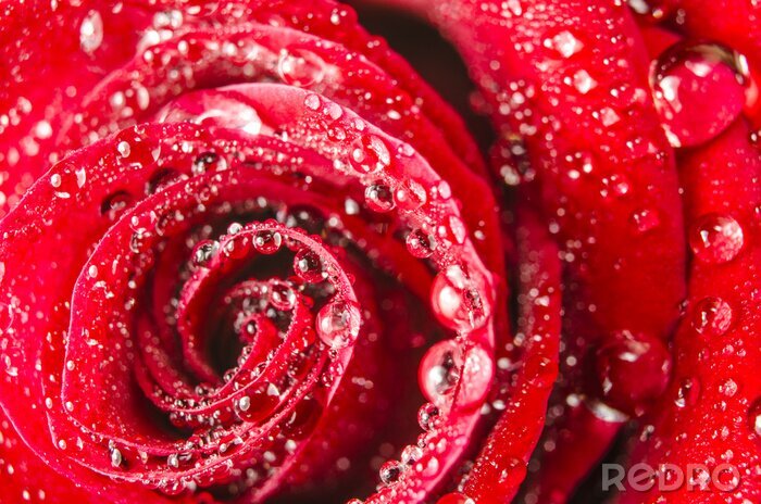 Fotobehang Regendruppels op een rode roos