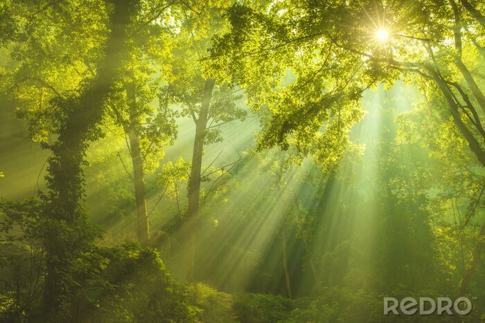 Fotobehang Regenwoud zoals in het paradijs