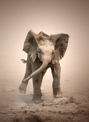 Fotobehang Rennende baby olifant