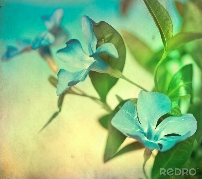 Fotobehang Retro blauwe bloem