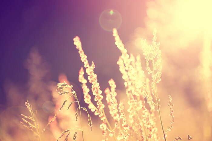 Fotobehang Retro foto van de natuur