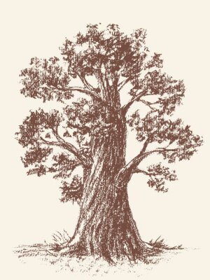 Fotobehang Retro gravure met een boom