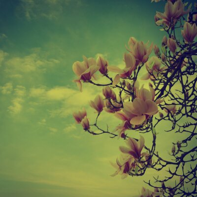 Fotobehang Retro magnolia takken