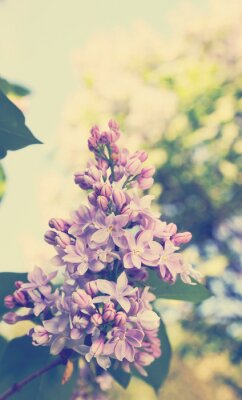 Fotobehang Retro paarse bloemen