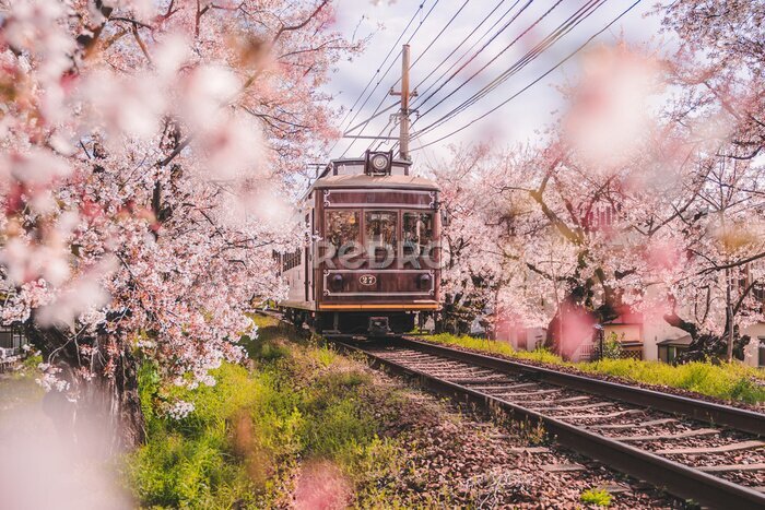 Fotobehang Retro trein en kersenbloesembomen