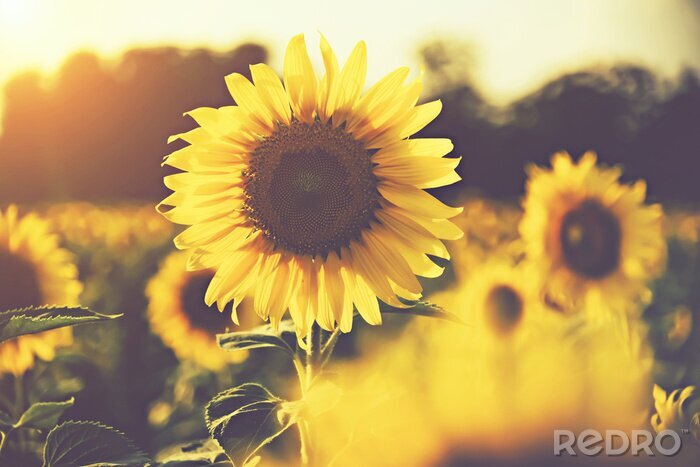 Fotobehang Retro zonnebloem op een veld