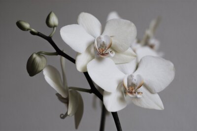 Fotobehang Retrocompositie van witte orchideeën op een grijze achtergrond
