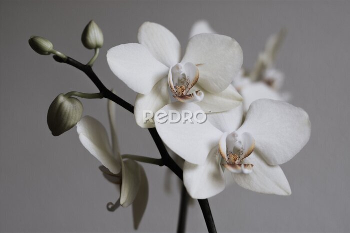 Fotobehang Retrocompositie van witte orchideeën op een grijze achtergrond