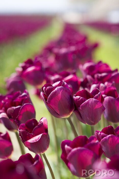 Fotobehang Rijen paarse bloemen